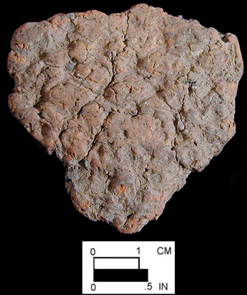 Wolfe Neck net-impressed body sherd (exterior surface) from site 18CE114/26.